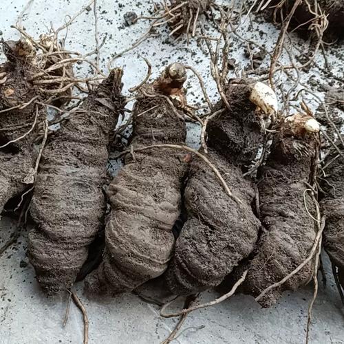 七叶一枝花怎么种?高产技术有哪些?-图2 七叶一枝花怎么种?高产技术有哪些?-图2