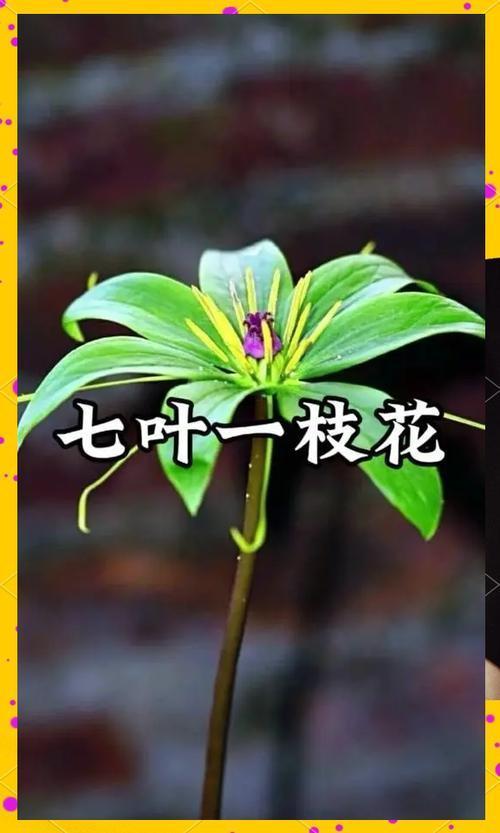 七叶一支花怎么种？关键技术有哪些？-图3