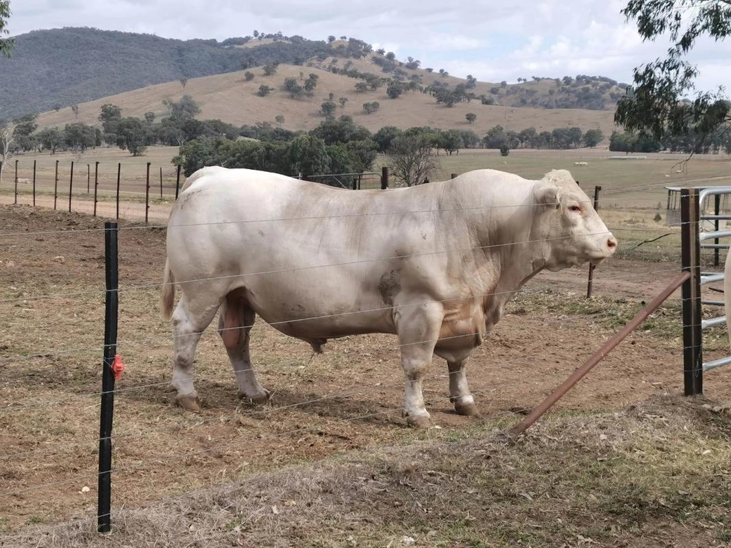 牛的品种有哪些？图片大全集怎么查？-图2