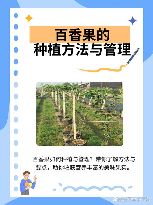 百香果栽培管理技术有哪些要点？-图2