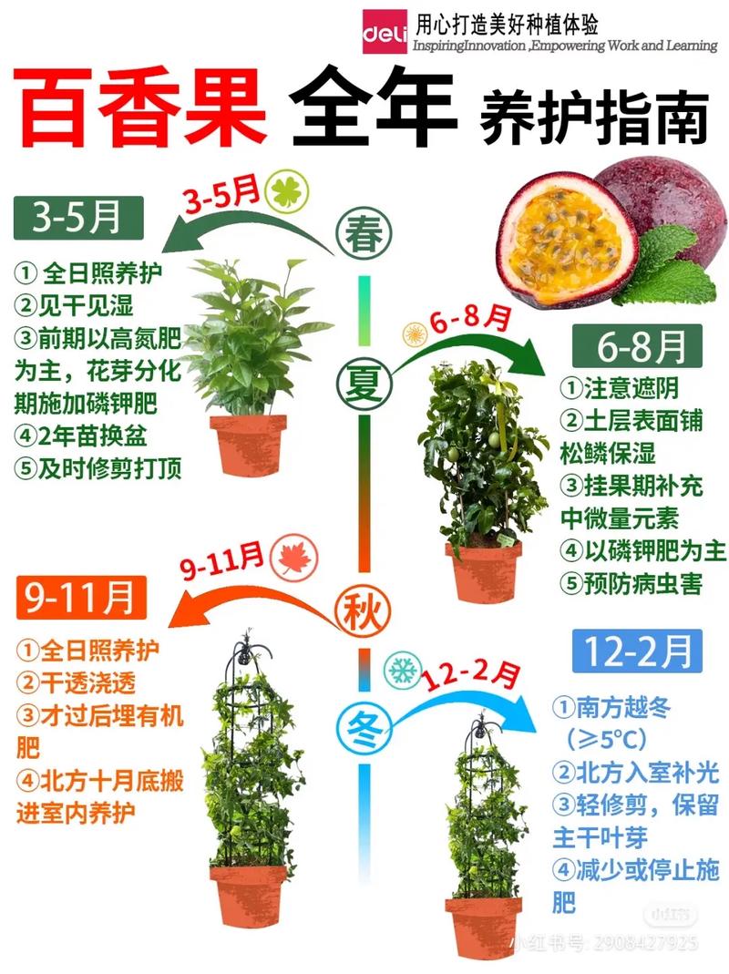 百香果栽培管理技术有哪些要点？-图1