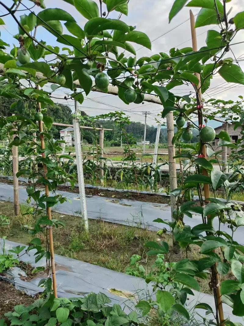 百香果栽培管理技术有哪些要点？-图3