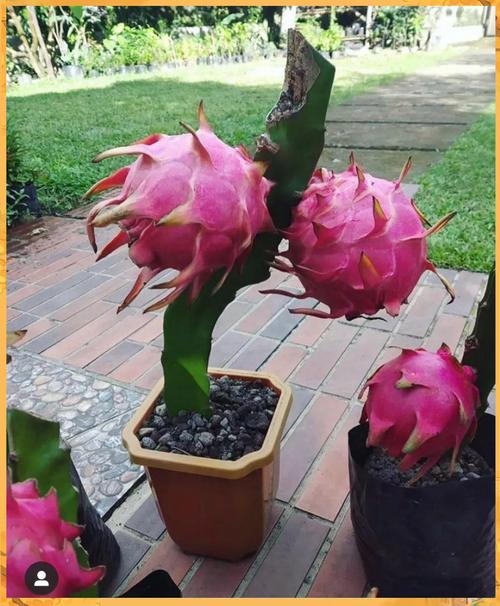 哪些水果新品种适合种植？-图1