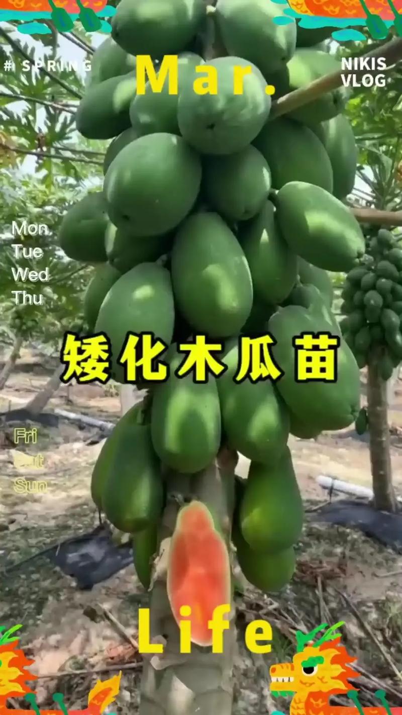 哪些水果新品种适合种植？-图2