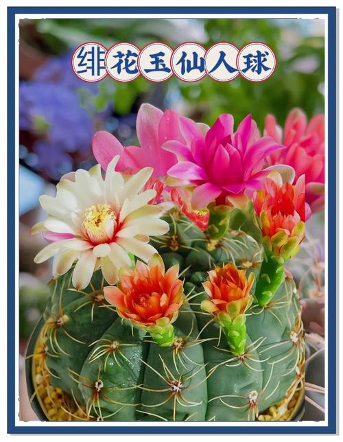 哪些仙人球最容易开花？-图1