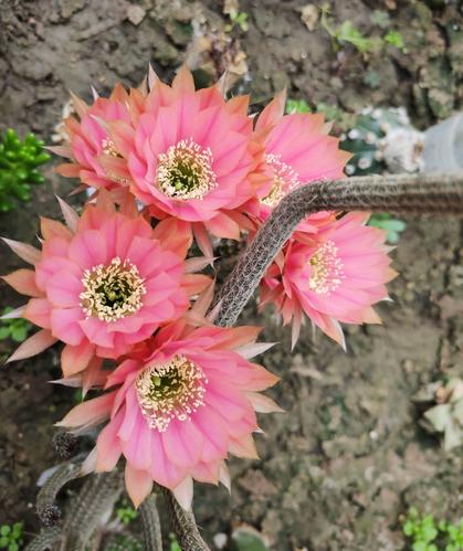 哪些仙人球最容易开花？-图2