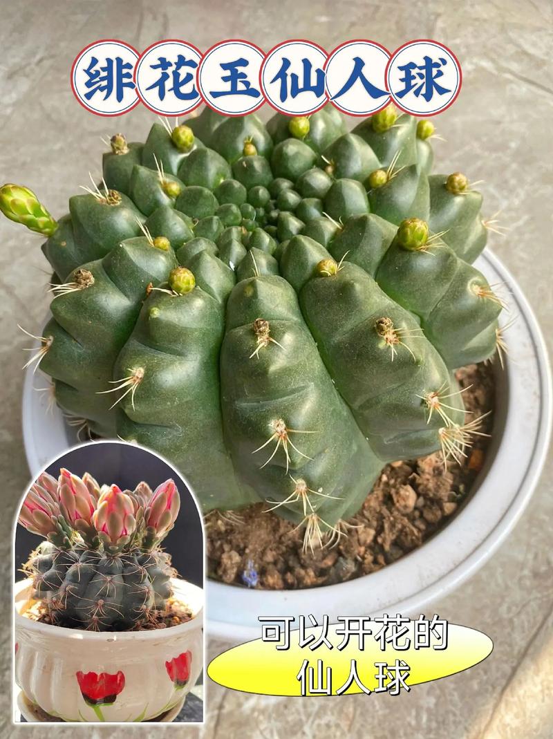 哪些仙人球最容易开花？-图3