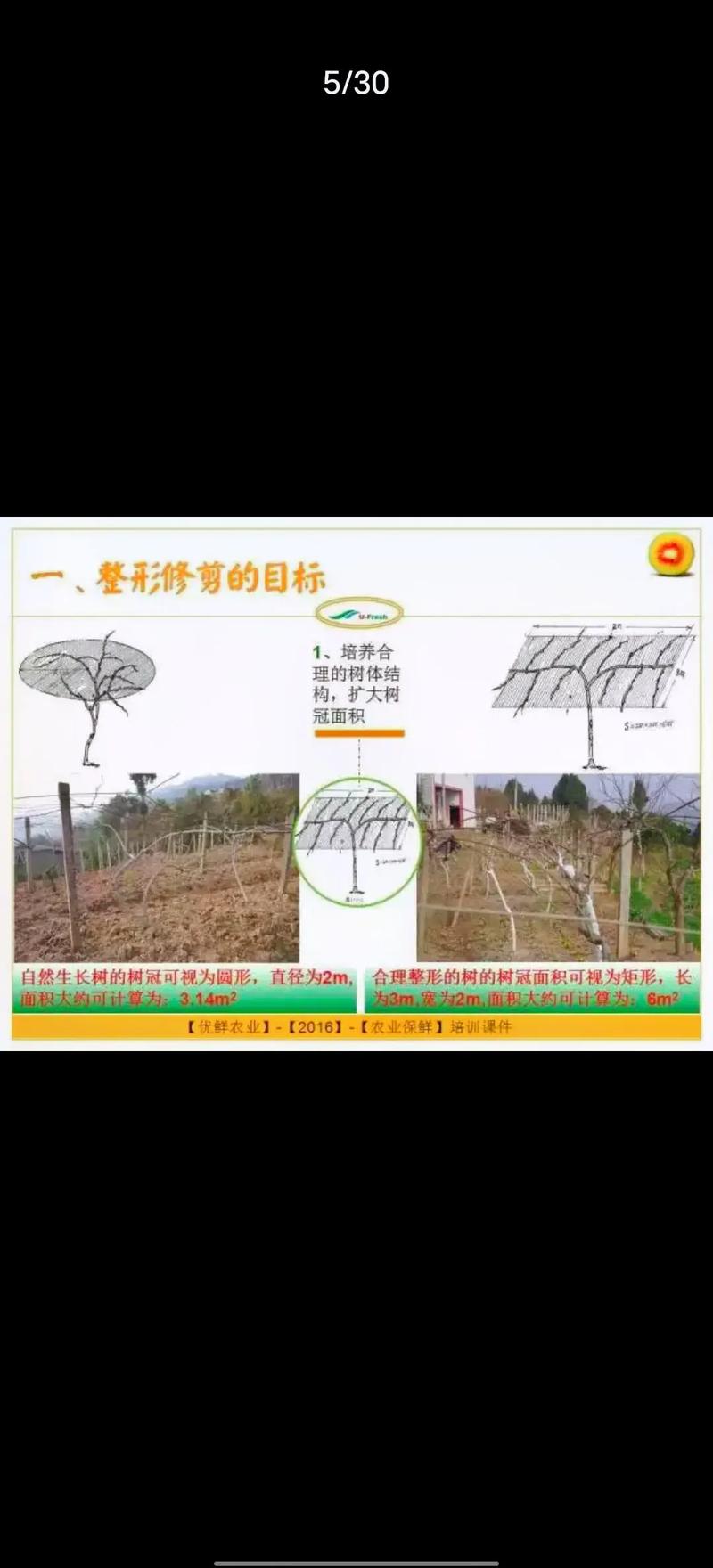 软枣猕猴桃栽培技术要点有哪些？-图1