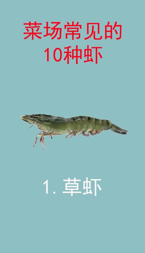 哪些虾品种无法人工养殖？-图1