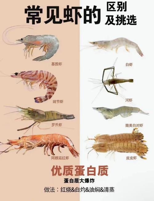 哪些虾品种无法人工养殖？-图2