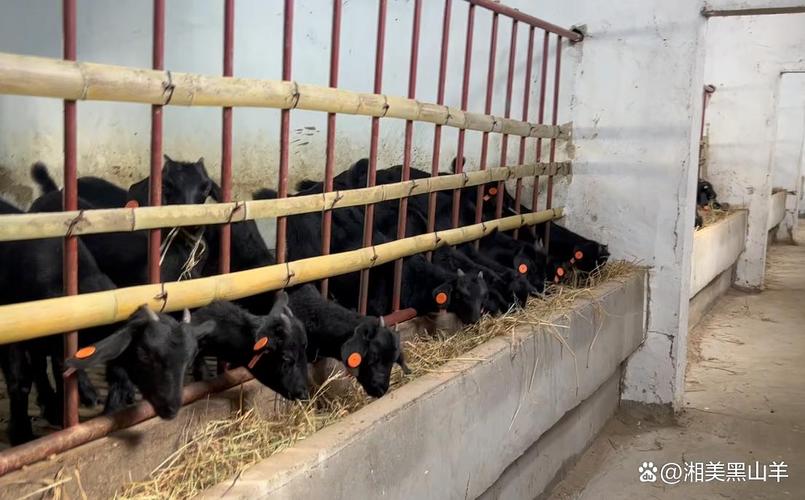 黑山羊圈养粒料怎么喂才科学？-图2