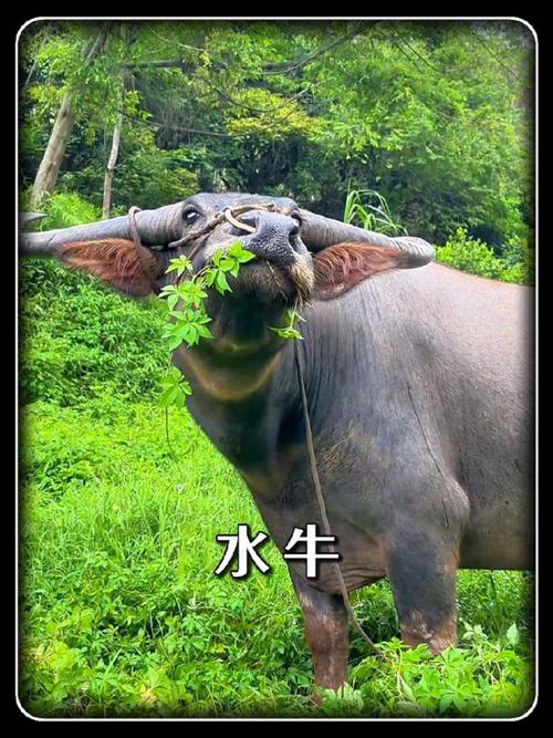 中国哪个品种的水牛大-图1