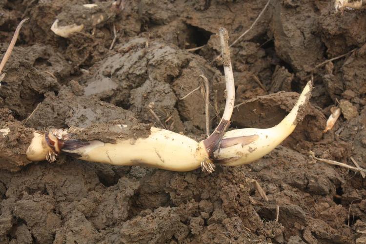 浅水藕哪个品种产量最高?-图1 浅水藕哪个品种产量最高?-图1