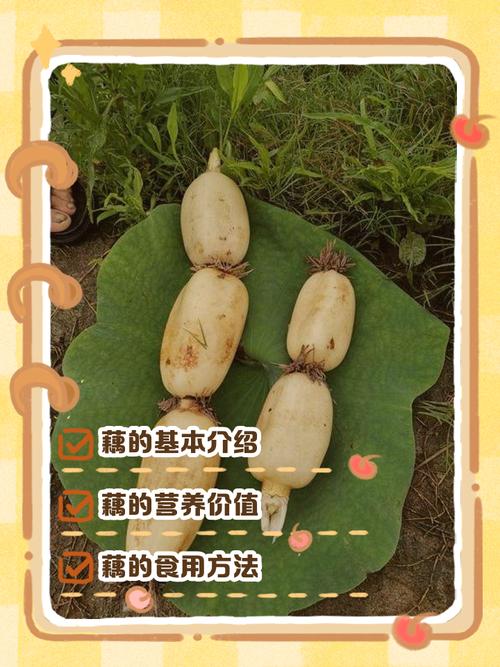 浅水藕哪个品种产量最高?-图2 浅水藕哪个品种产量最高?-图2