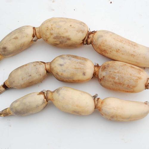 浅水藕哪个品种产量最高?-图3 浅水藕哪个品种产量最高?-图3