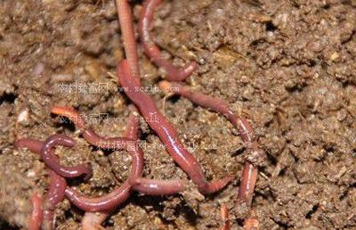 哪种蚯蚓繁殖速度最快？-图1