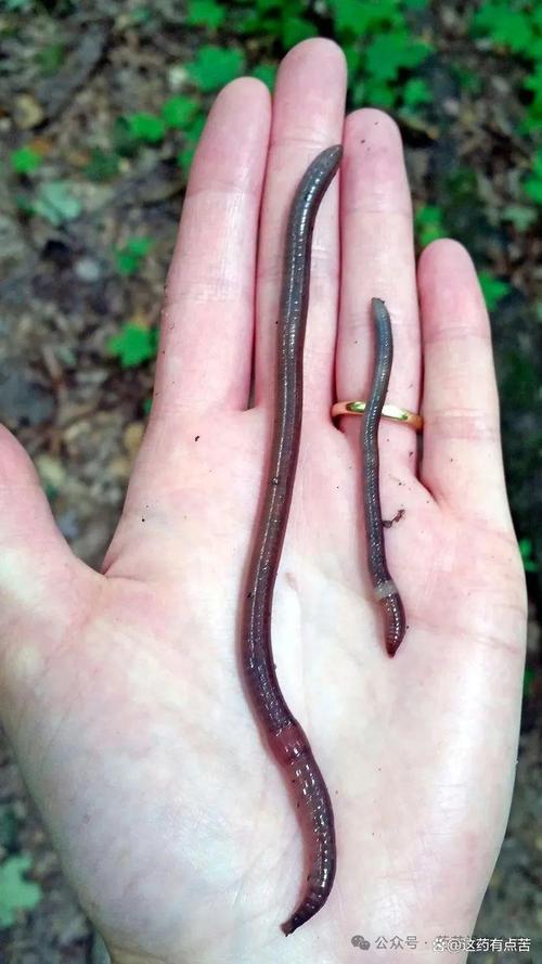 哪种蚯蚓繁殖速度最快？-图2