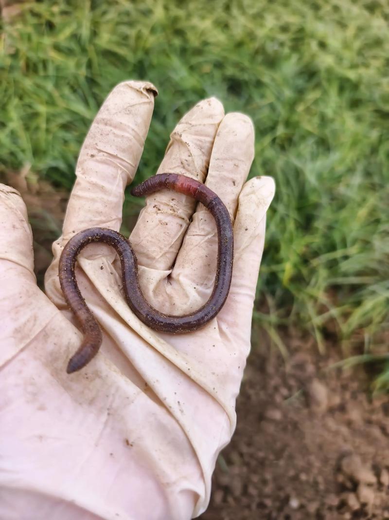 哪种蚯蚓繁殖速度最快？-图3