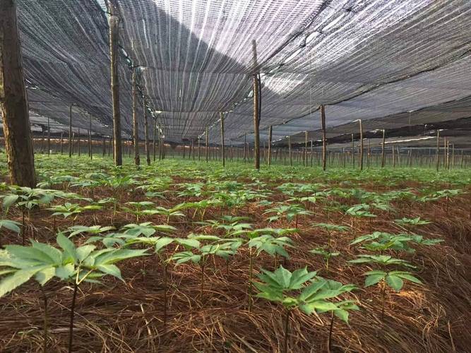 农广天地三七种植技术有哪些关键要点？-图1