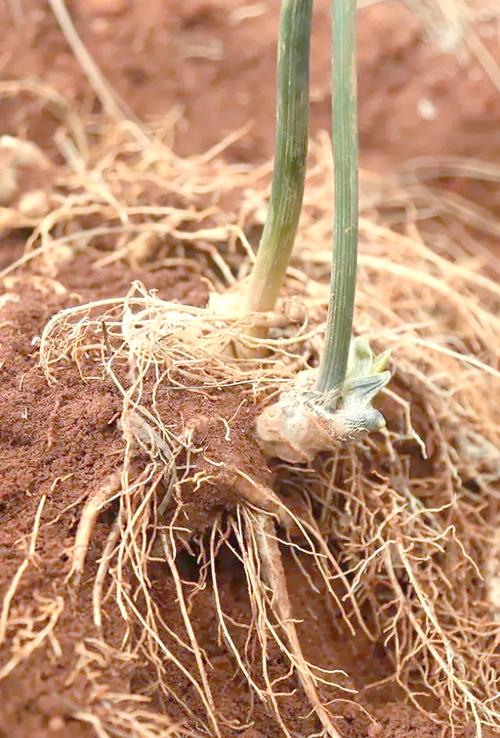 农广天地三七种植技术有哪些关键要点？-图2