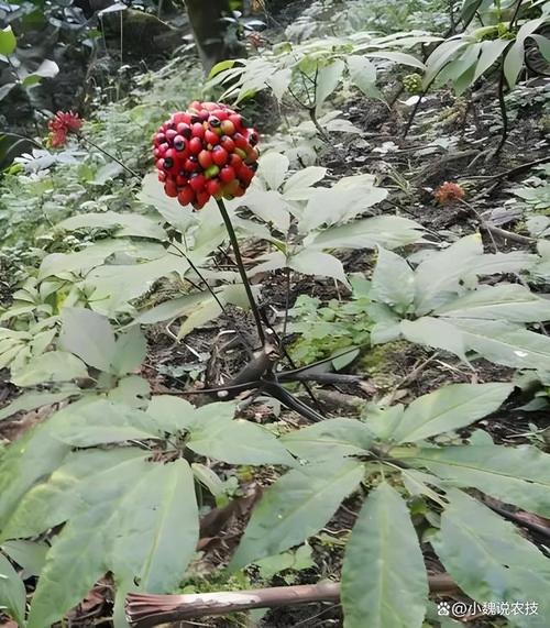 农广天地三七种植技术有哪些关键要点？-图3