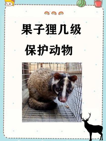 果子狸养殖技术有哪些关键要点？-图1