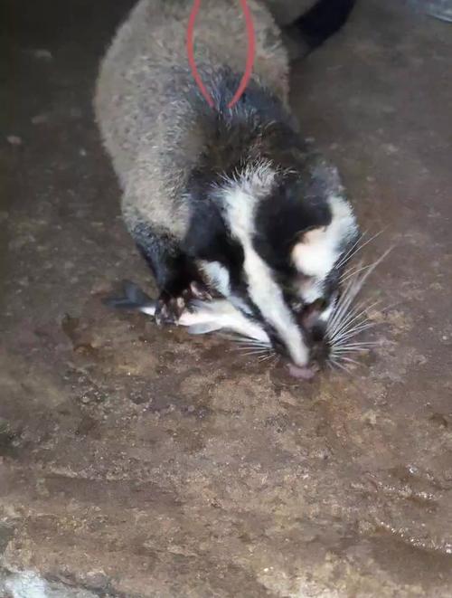 果子狸养殖技术有哪些关键要点？-图2