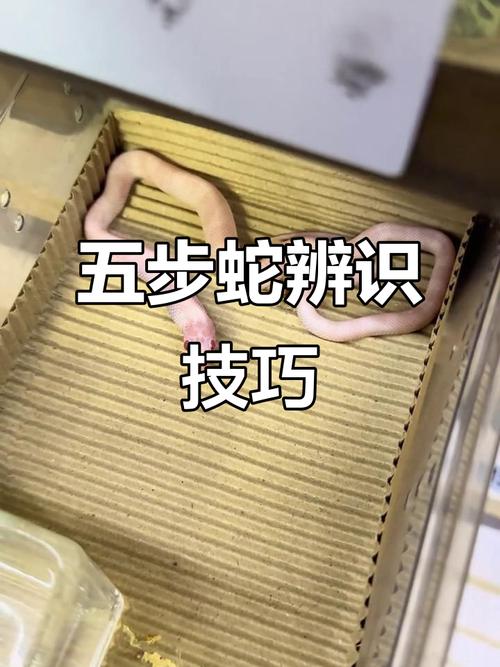 哪里能合法学养殖五步蛇技术？-图2