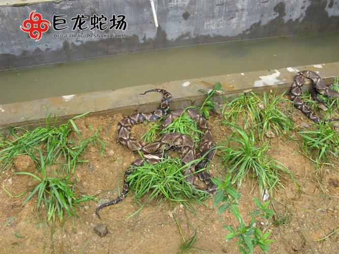 哪里能合法学养殖五步蛇技术？-图3