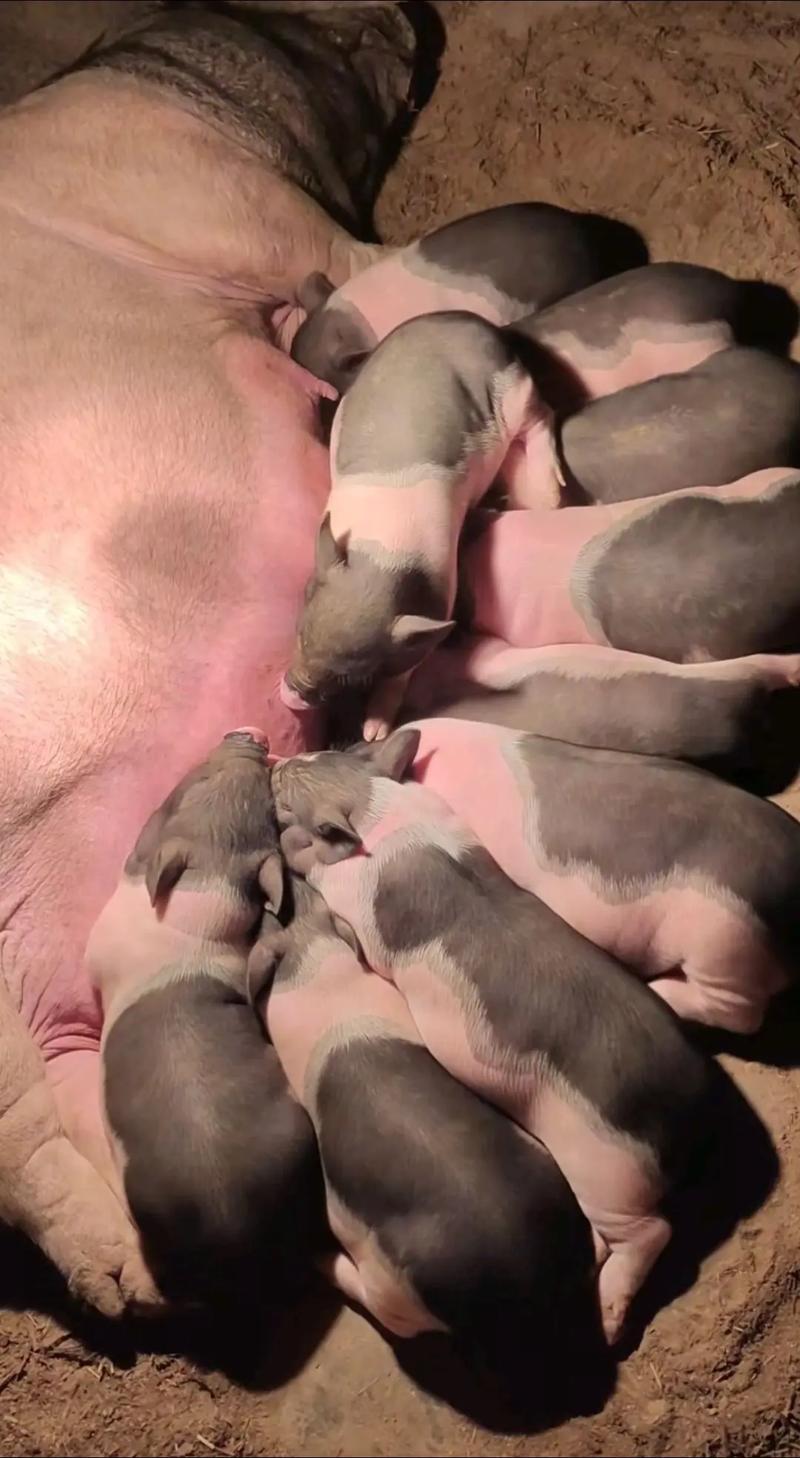 陆川猪养殖技术视频有哪些要点？-图1