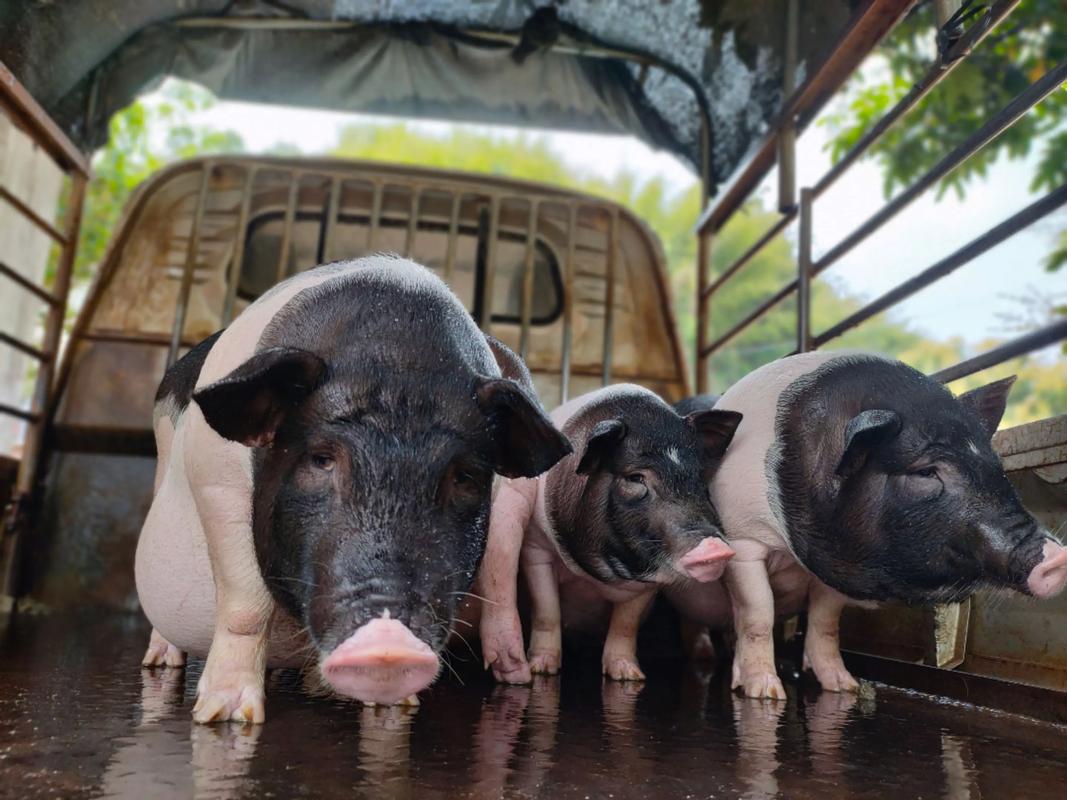 陆川猪养殖技术视频有哪些要点？-图2