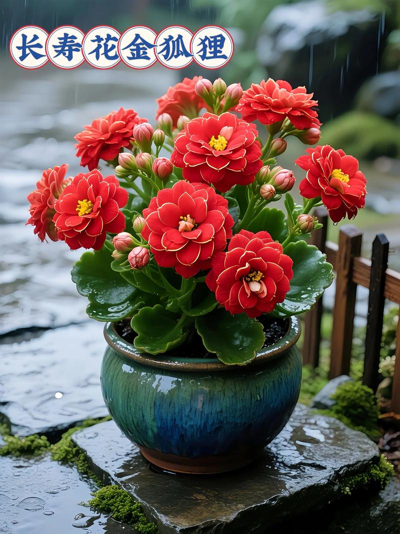 最好养的长寿花品种是哪个？-图3