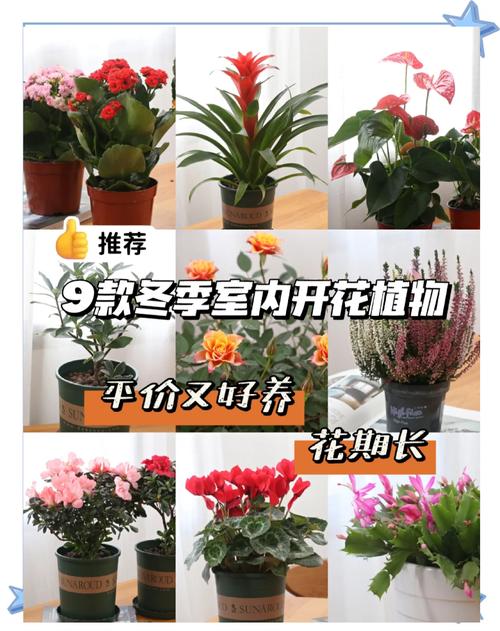 室内花卉品种大全，哪些好养又适合新手？-图2