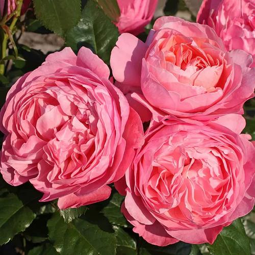 旋转香水月季是哪个品种？-图2