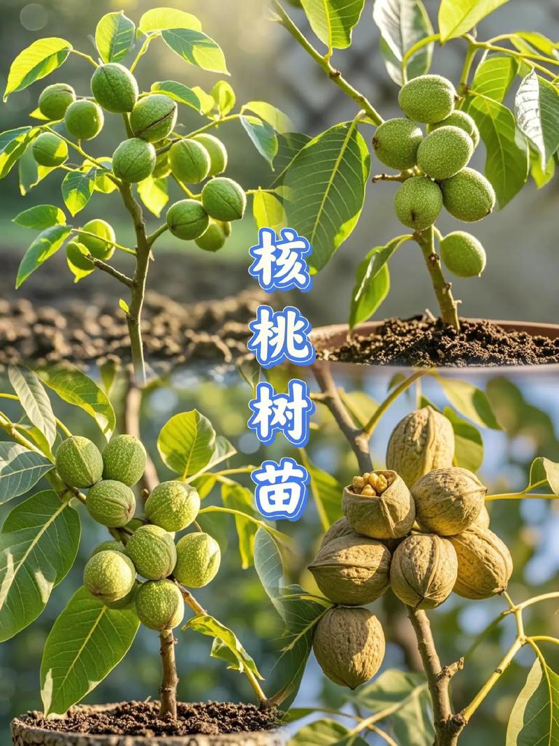 核桃树苗种植技术有哪些要点？-图2