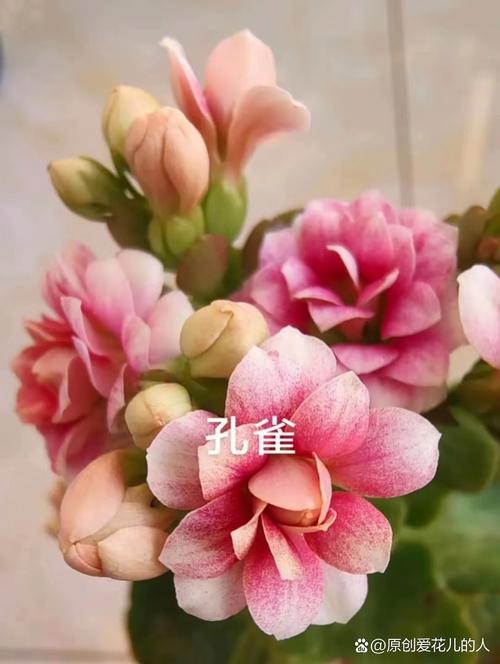 长寿花到底有多少品种？-图1