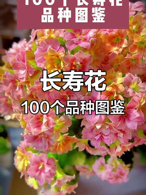 长寿花到底有多少品种？-图2