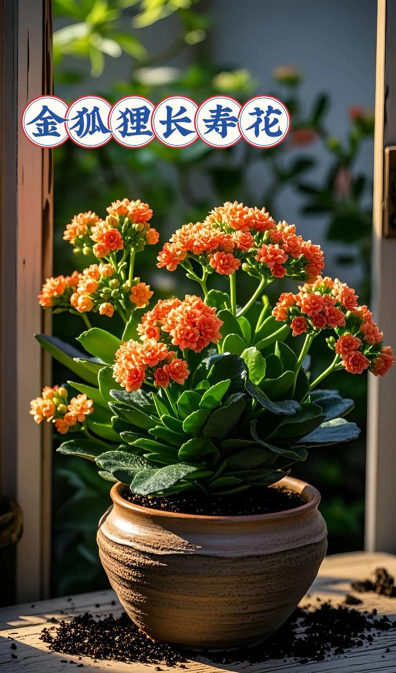 长寿花到底有多少品种？-图3