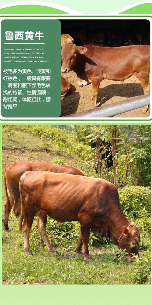 肉牛品种哪个长得最快？-图2