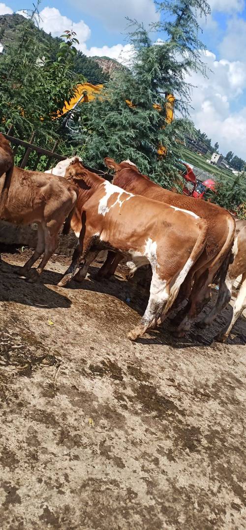 肉牛品种哪个长得最快？-图3