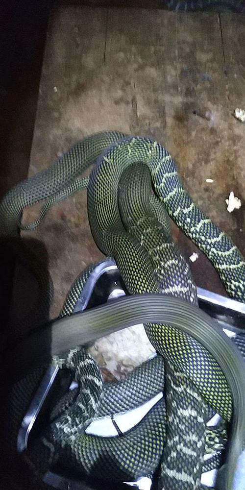 重庆养蛇技术培训基地学什么？-图1