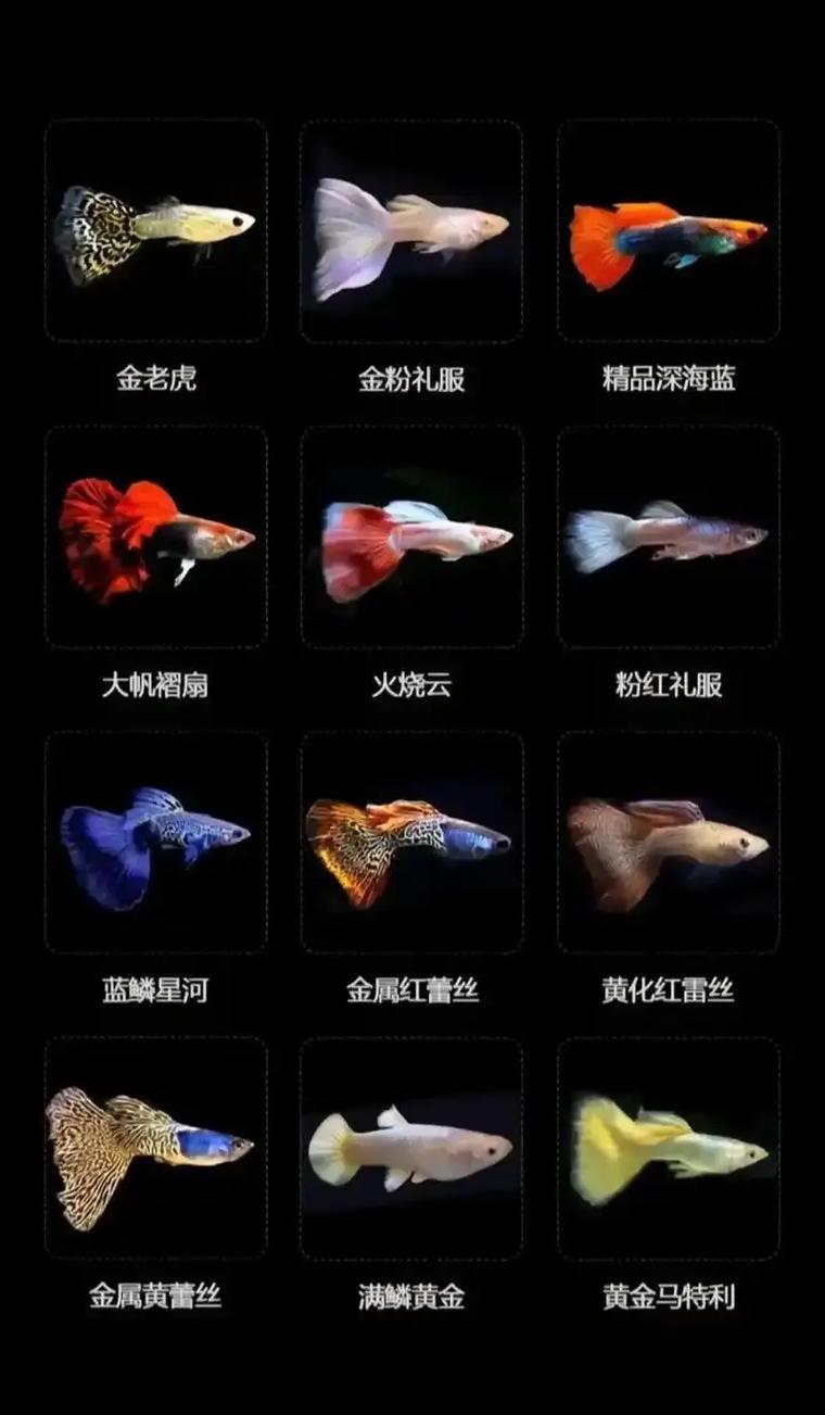 规模化孔雀鱼养殖技术关键点有哪些？-图1