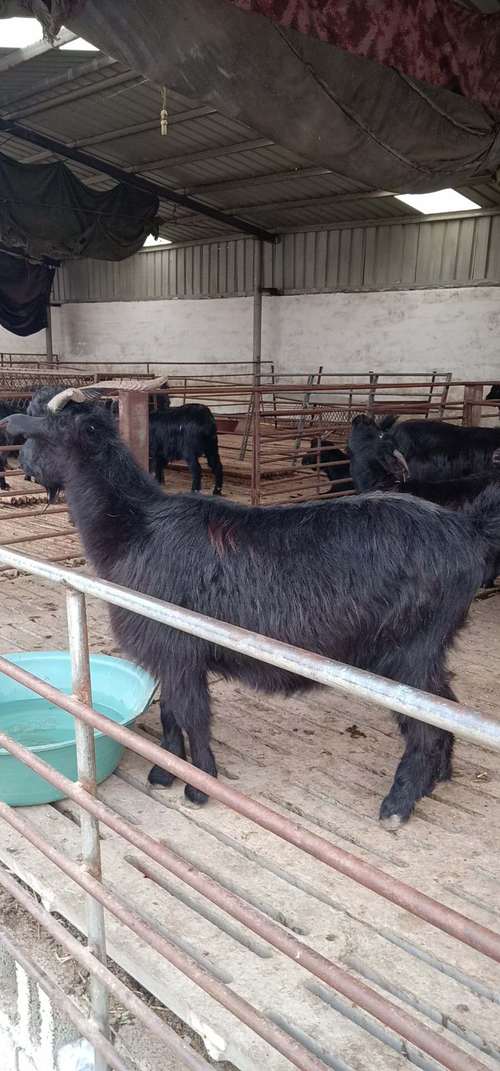 小尾寒羊价格现在怎么样？-图2