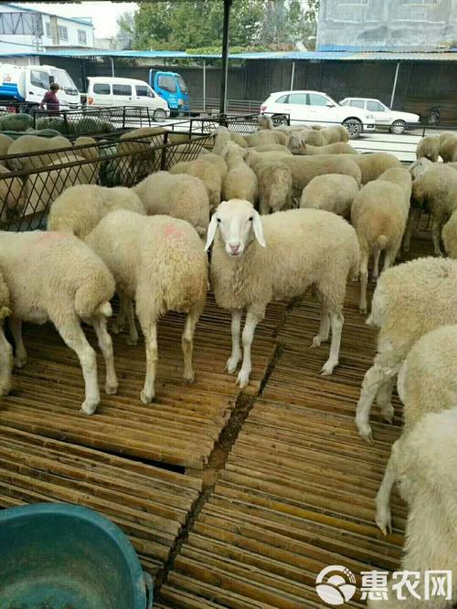 小尾寒羊价格现在怎么样？-图3