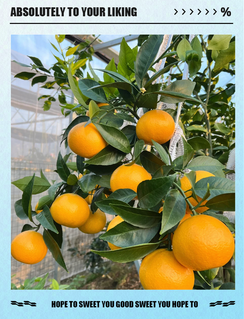 柑橘的最新最好的品种-图1 柑橘的最新最好的品种-图1