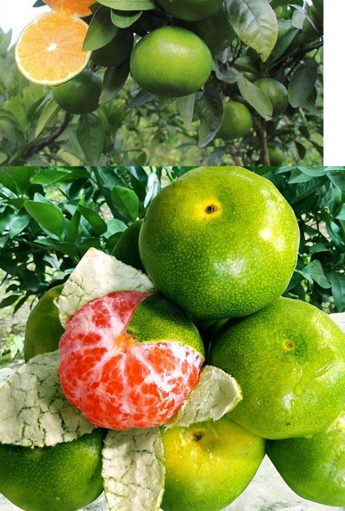柑橘的最新最好的品种-图2 柑橘的最新最好的品种-图2