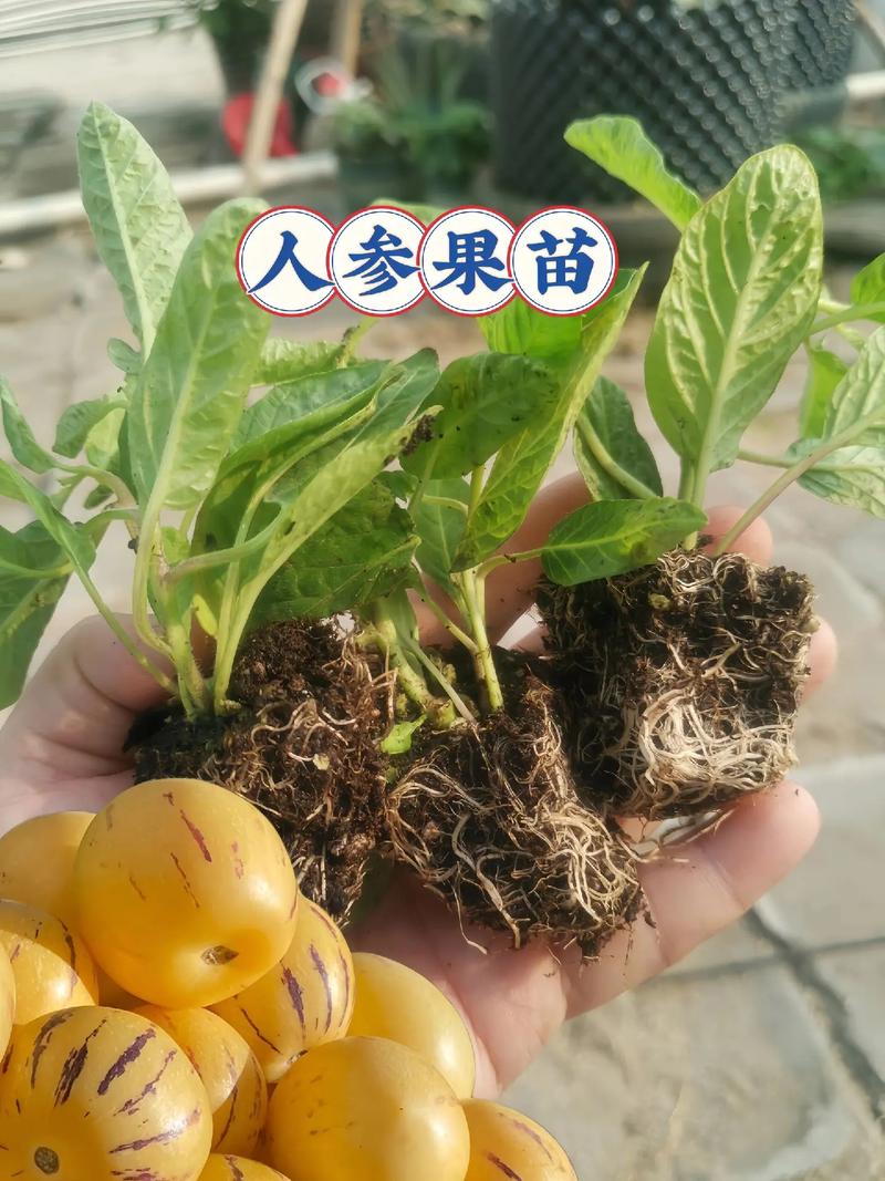人参果几月份种植技术-图2