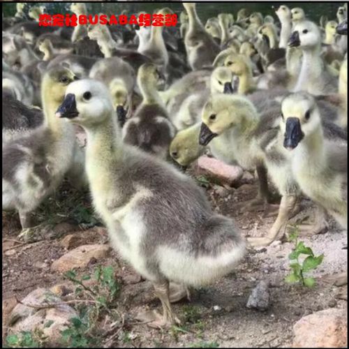 正宗大雁苗哪个品种更优？-图1