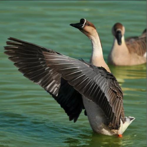 正宗大雁苗哪个品种更优？-图2