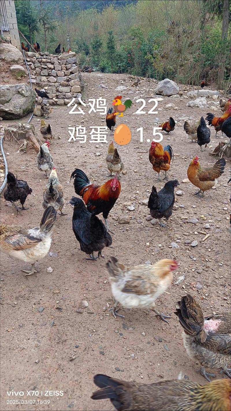 2025辽宁土鸡价格会涨还是跌？-图3